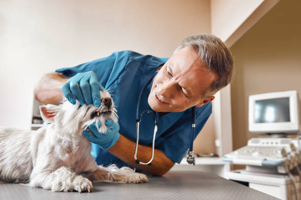 Best Emergency Dental Care for Broken or Chipped Teeth in Mount Washington, KY